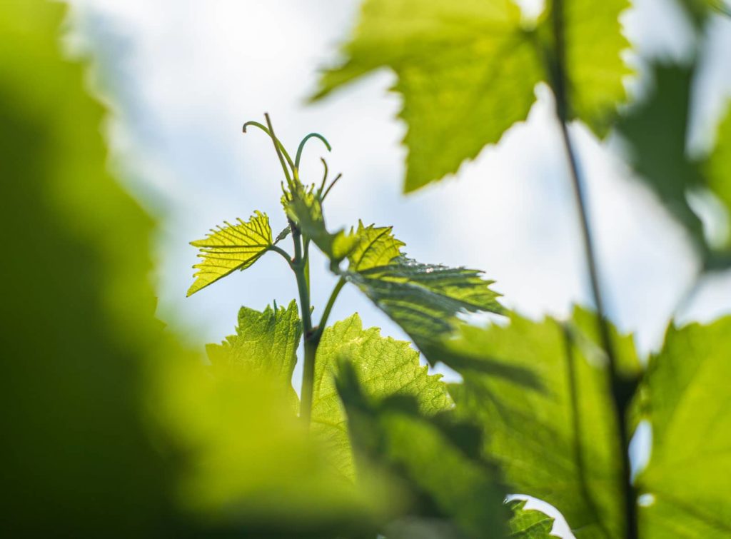 Weinreben